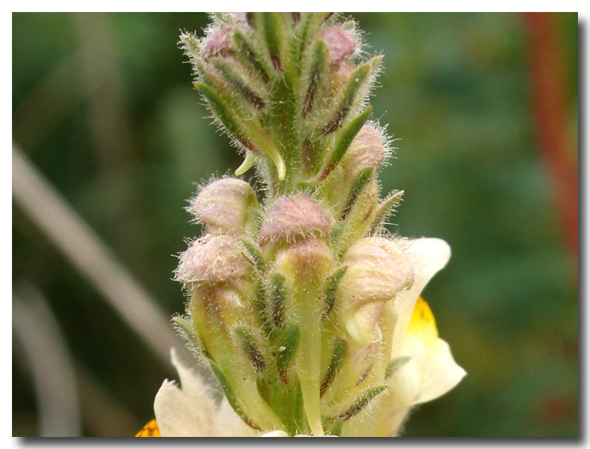 Linaria multicaulis / Linajola siciliana